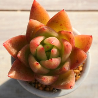 PAAK{CfXAGPxA-Echeveria agavoides 'AIOIGASA'