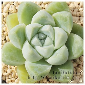 ArJXAGPxA-Echeveria albicans