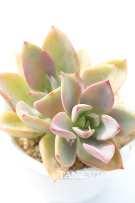 AGjAGAGPxA-Echeveria amoeniae