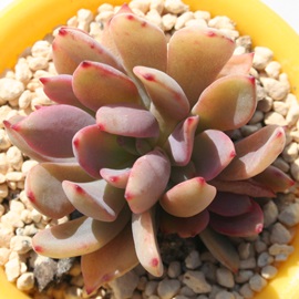 AGjAGAGPxA-Echeveria amoeniae