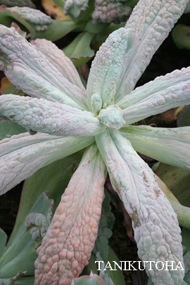 GgiXg[TAGPxA-Echeveria cv 'ETNA'monst