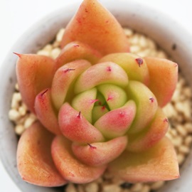 AK{CfXV[uAGPxA-Echeveria agavoides thin leave