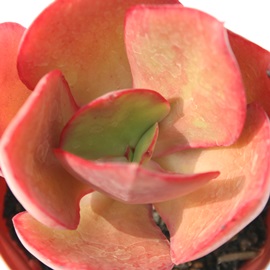 IybcbhAGPxA-Echeveria cv 'Orpet's Red' 