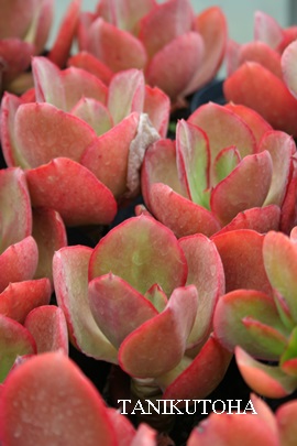 IybcbhAGPxA-Echeveria cv 'Orpet's Red' 