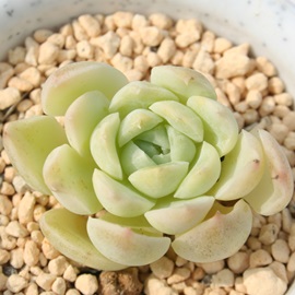 CAAGPxA-Echeveria cv 'ILIA'