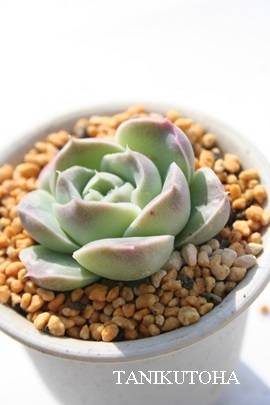 AoZuAGPxA-Echeveria cv 'ALBASEVEN'