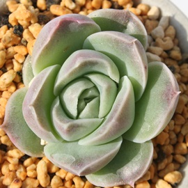 アルバセブン、エケベリア属-Echeveria cv 'ALBASEVEN'