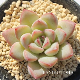 GCvXAGPxA-Echeveria cv 'APUS'