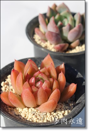 AvRbgWAGPxA-Echeveria cv Apricot jam