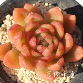 AvRbgWAGPxA-Echeveria cv Apricot jam