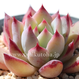 䕃P[L,GPxA-Echeveria cv ICHIGOCAKE