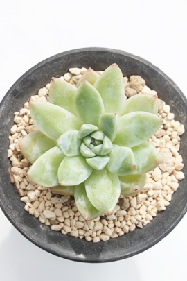 Aor[eB[,Aor[eB[gt,Aor[eB[ʔ,Aor[eB[ĕ,Aor[eB[,GPxA-Echeveria Alba Beauty