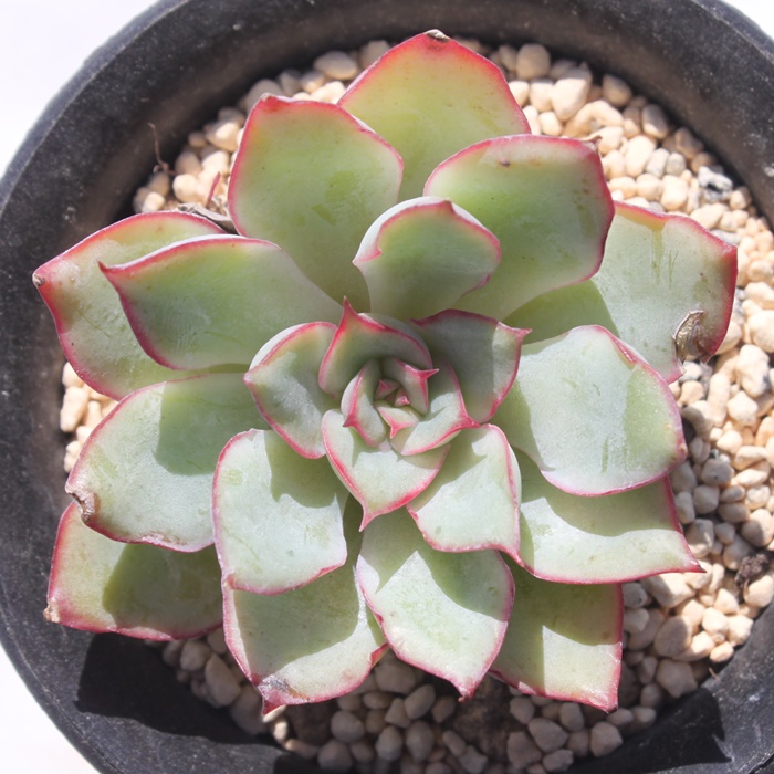 エスター,エケベリア属-Echeveria Esther