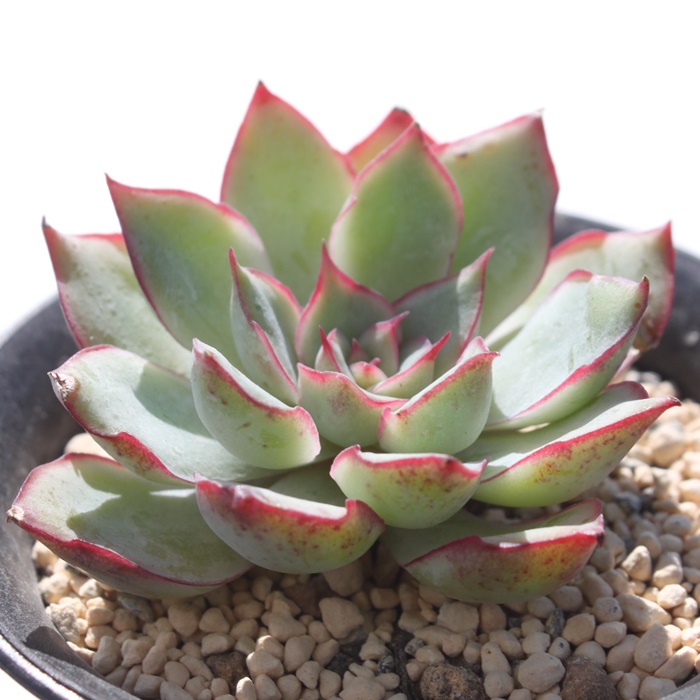 エスター,エケベリア属-Echeveria Esther