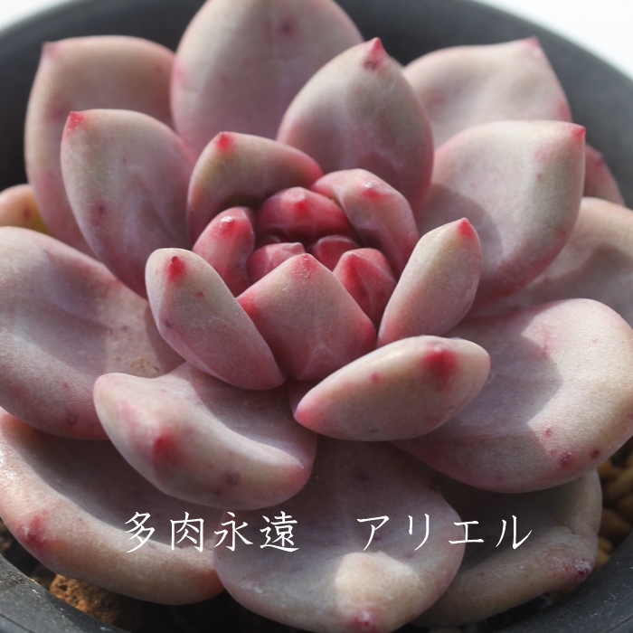 アリエル,エケベリア属-Echeveria cv Ariel