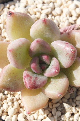 AWF,GPxA-Echeveria cv OWAN