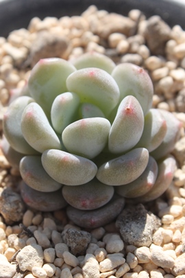 ACXO[~A}r,GPxA-Echeveria cv OWAN