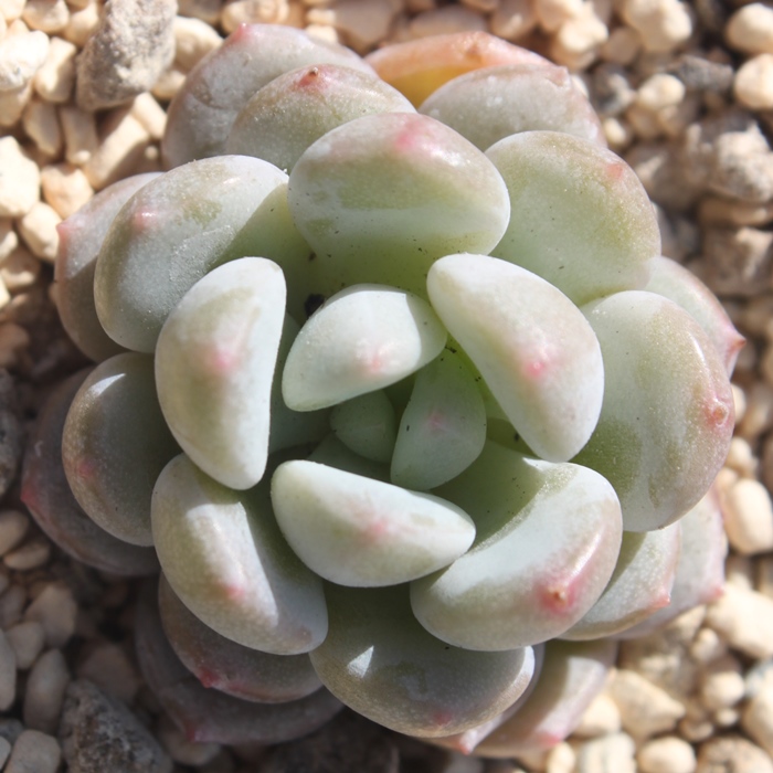 アイスグリーン×アマビレ,エケベリア属-Echeveria Icegreen×Amabille