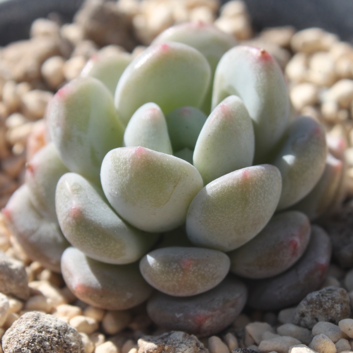 アイスグリーン×アマビレ,エケベリア属-Echeveria Icegreen×Amabille