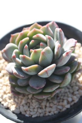 エコラテ,エコラテ紅葉,エコラテ通販,エコラテ育て方,エケベリア属-Echeveria cv Ecolatte