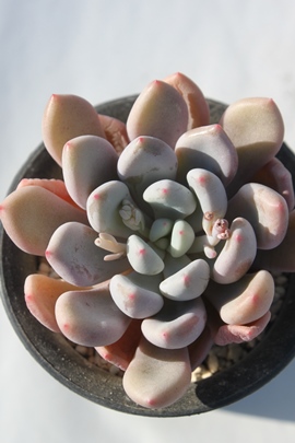 IWV[xbg,IWV[xbggt,IWV[xbgʔ,IWV[xbgĕ,GPxA-Echeveria cv Orange Sherbet