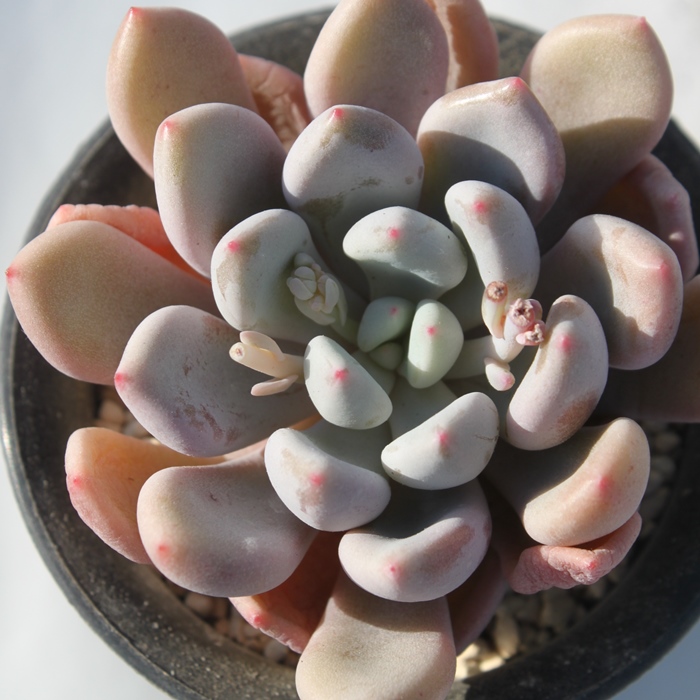 オレンジシャーベット,エケベリア属-Echeveria Orange Sherbet