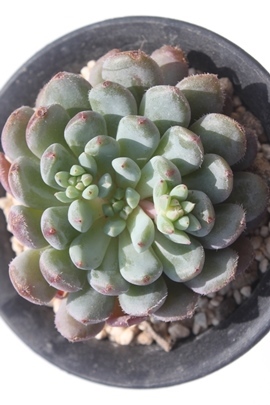 AGi~^NXp,AGi~^NXpgt,AGi~^NXpʔ,AGi~^NXpĕ,AGi~^NXpGPxA,GPxA-Echeveria cv Amoena~Tuxpan