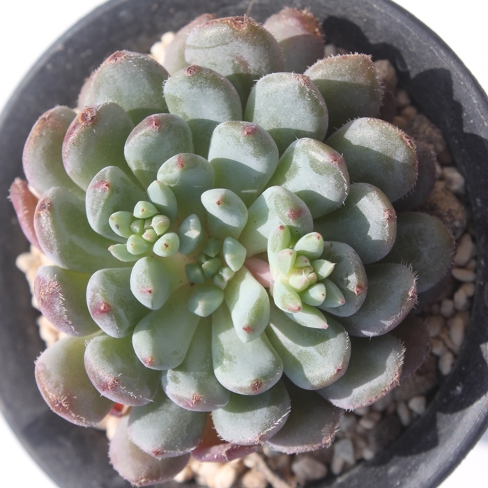 アモエナ×タクスパン,エケベリア属-Echeveria Amoena×Tuxpan