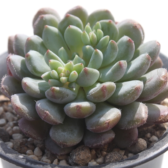 アモエナ×タクスパン,エケベリア属-Echeveria Amoena×Tuxpan