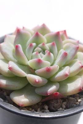 ＡＫマリア,ＡＫマリア紅葉,ＡＫマリア通販,ＡＫマリア育て方,ＡＫマリアエケベリア属,エケベリア属-Echeveria cv AK Maria