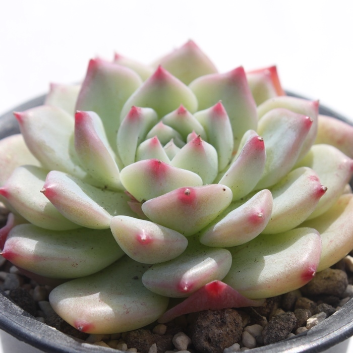 AKマリア,エケベリア属-Echeveria AK Maria