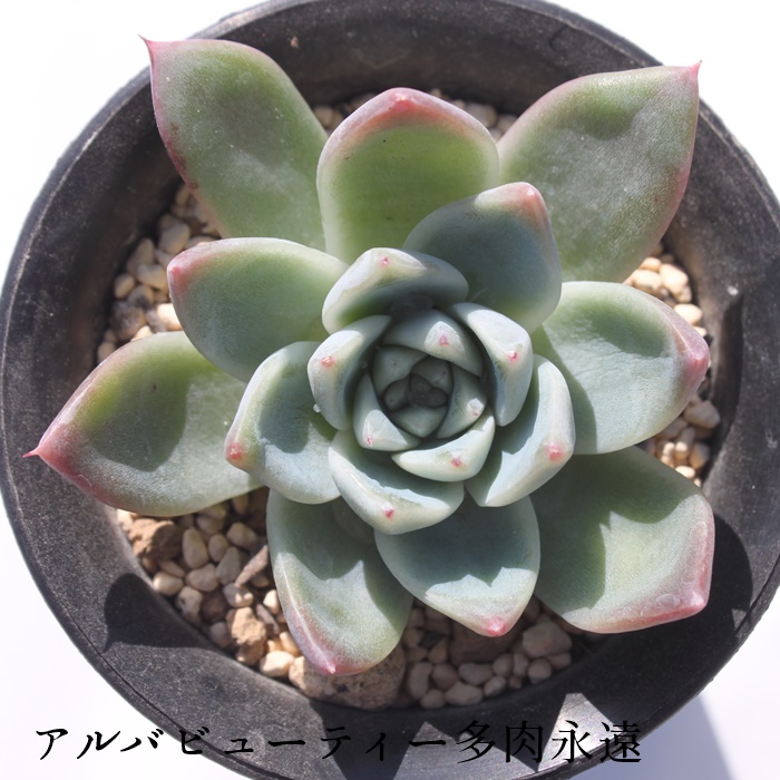 アルバビューティー,エケベリア属-Echeveria Alba Beauty