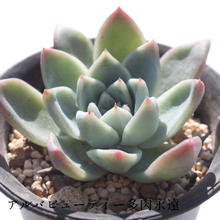 アルバビューティー,エケベリア属-Echeveria Alba Beauty