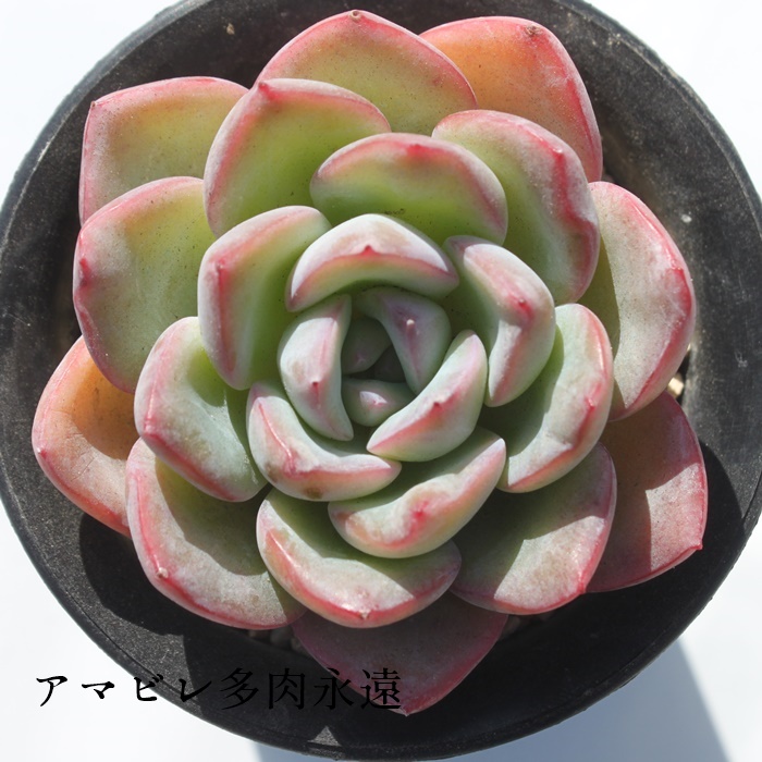 アマビレ,エケベリア属-Echeveria Amabire