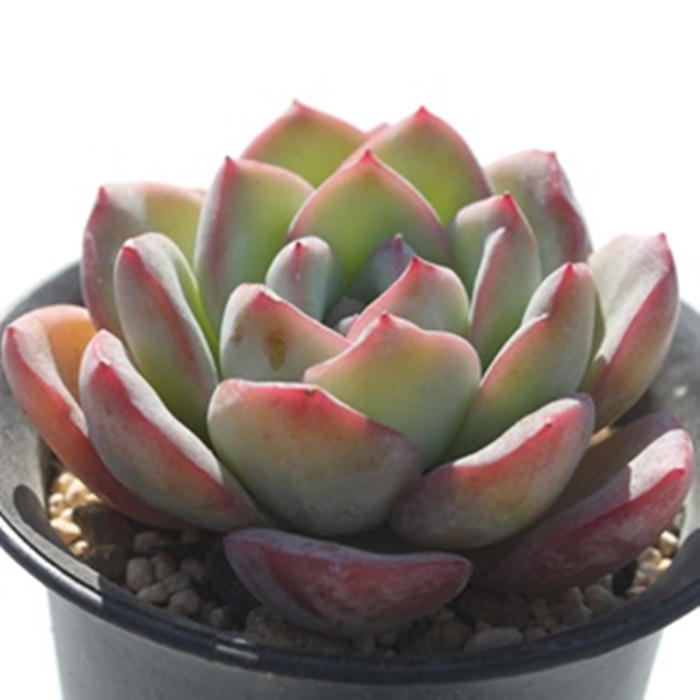 アマビレ,エケベリア属-Echeveria Amabire