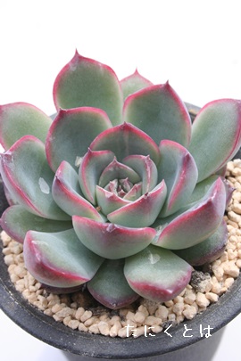 ԂAvhjXAGPxA-Echeveria pulidonis