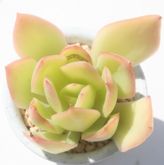 p_vXAGPxA-Echeveria cv 'HANAIKADA'