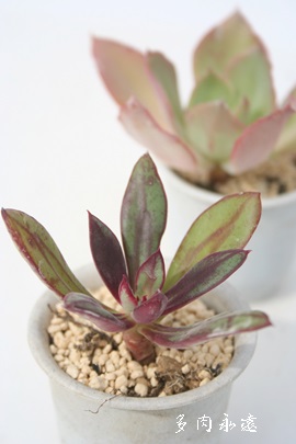 giAׂɂAmfTAGPxA-Echeveria cv 'HANAIKADA'