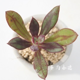 giAׂɂAmfTAGPxA-Echeveria cv 'HANAIKADA'