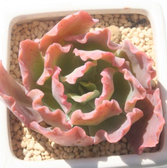 vZXp[AGPxA-Echeveria cv 'PRINCESS PEARL'