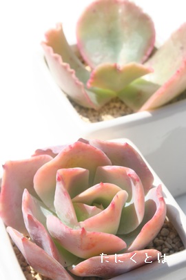 zCg[YAGPxA-Echeveria cv 'WHIGHT ROSE'