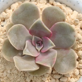 p\AGPxA-Echeveria cv 'PALMESORA'