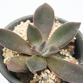 pjN[^AGPxA-Echeveria cv 'PANICULATA'