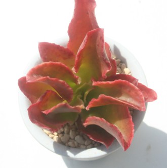 g}Aׂɂ߂,tQXAGPxA-Echeveria fulgens