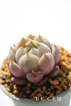 xofBXAGPxA-Echeveria cv 'Ben Badis'