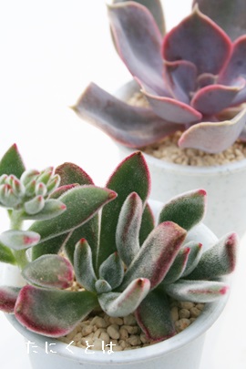 Ԃ̎iA͂Ȃ̂AnV[AGPxA-Echeveria prolifica