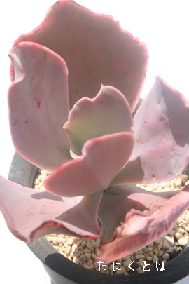 sNr[eB[AGPxA-Echeveria cv 'Pink Beauty'