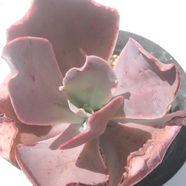 sNr[eB[AGPxA-Echeveria cv 'Pink Beauty'