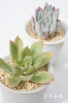 uCAV[AGPxA-Echeveria 'BRIANCY'