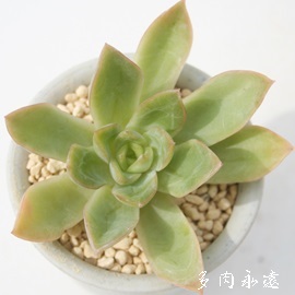 uCAV[AGPxA-Echeveria 'BRIANCY'